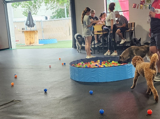 Dog Bar - 1st year Anniversary Ball Pit