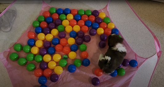 First Ball Pit - Just Starting Out - 9 weeks old